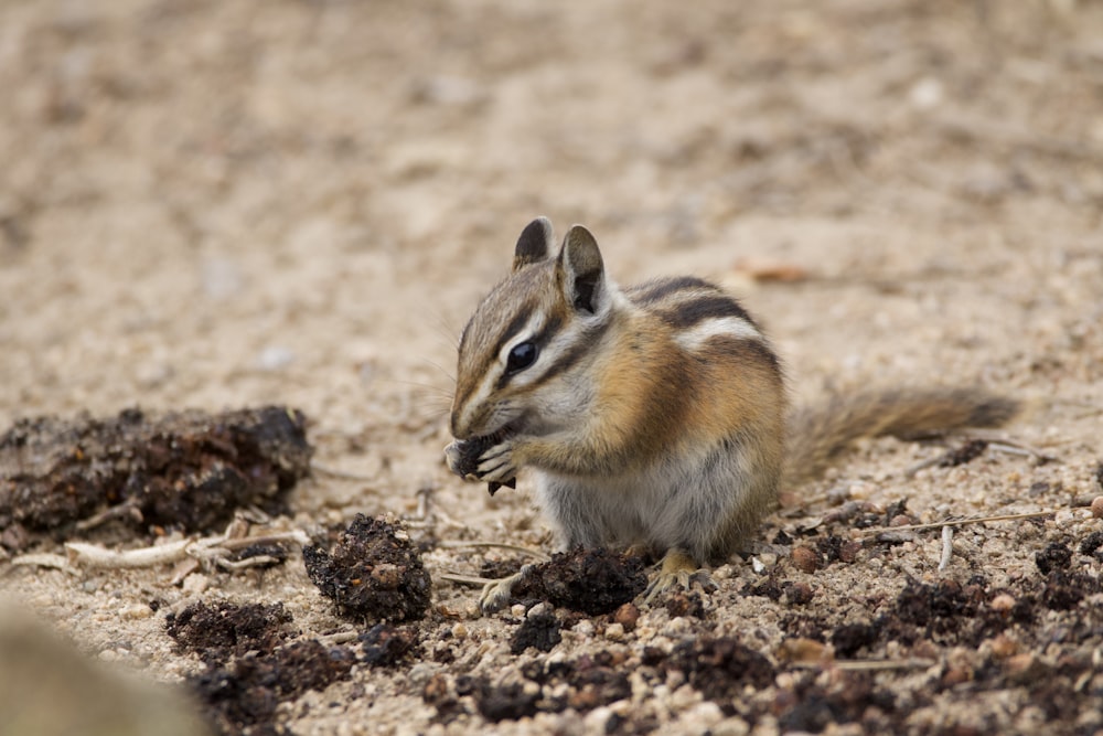 brown and white rabbit on brown soil