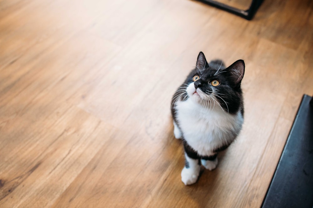 tuxedo cat sitting on brown wooden floor