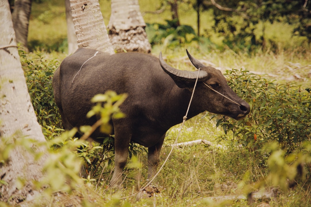 black water buffalo on green grass field during daytime