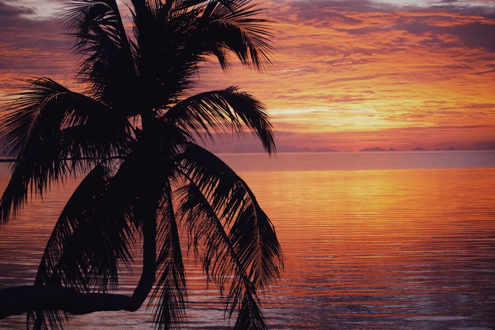 silhouette of palm tree near body of water during sunset