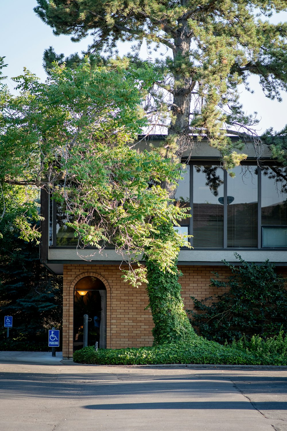 green tree beside white and brown concrete building