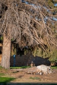 A large evergreen tree with sparse, bare branches dominates the foreground. In front of the tree, there is a freshly cut tree stump, indicating recent tree removal. The background features a brick wall partially visible through the branches.