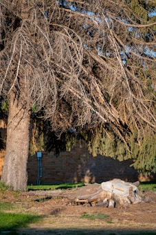 A large evergreen tree with sparse, bare branches dominates the foreground. In front of the tree, there is a freshly cut tree stump, indicating recent tree removal. The background features a brick wall partially visible through the branches.