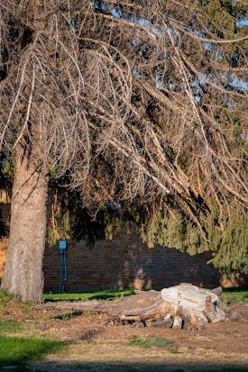 A large evergreen tree with sparse, bare branches dominates the foreground. In front of the tree, there is a freshly cut tree stump, indicating recent tree removal. The background features a brick wall partially visible through the branches.