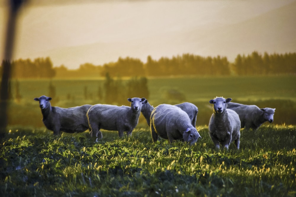 herd of sheep on yellow flower field during daytime