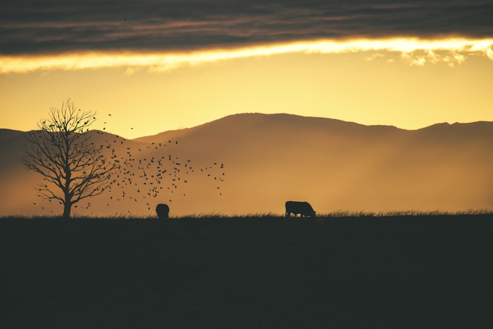 silhouette of people on grass field during sunset