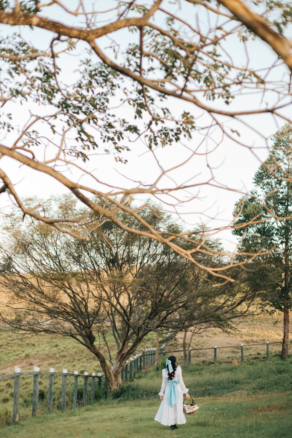 brown tree with white leaves during daytime