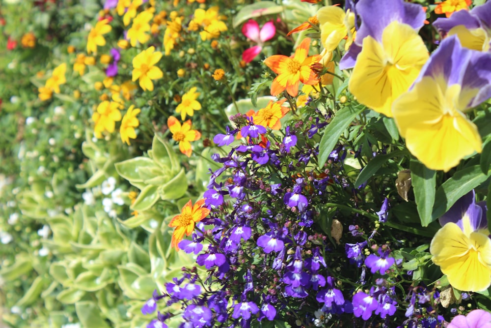 purple and yellow flowers in tilt shift lens