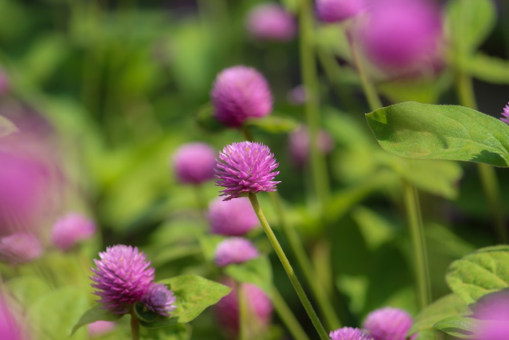 purple flower in tilt shift lens