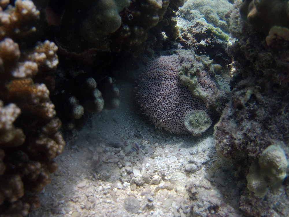 gray coral reef under water