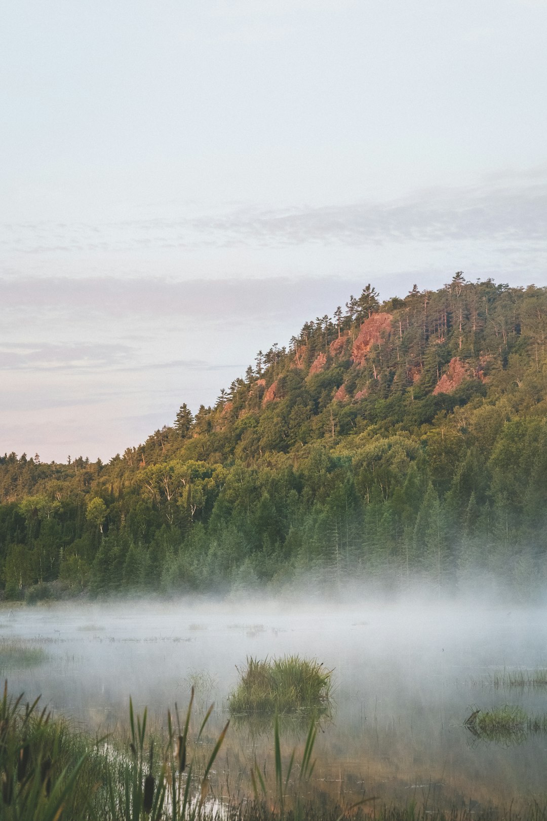 green and brown trees beside body of water during daytime