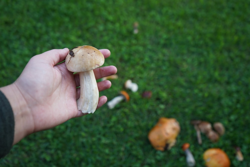 brown mushroom on green grass during daytime