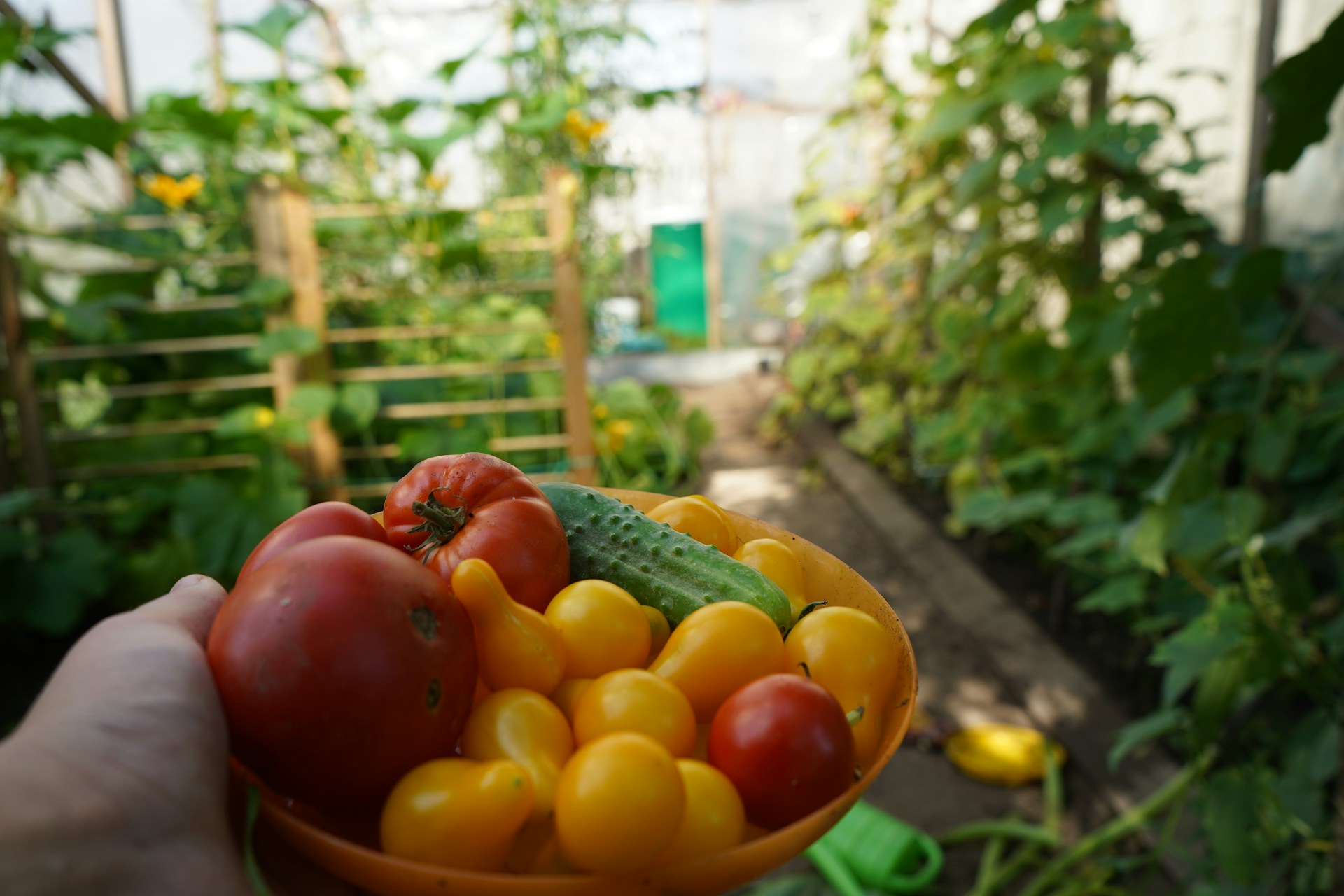 red and yellow tomatoes on brown wooden table