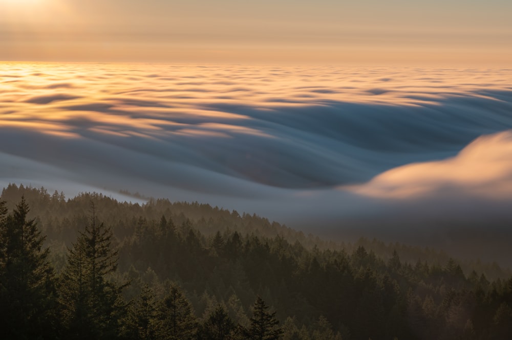 green trees under white clouds during daytime