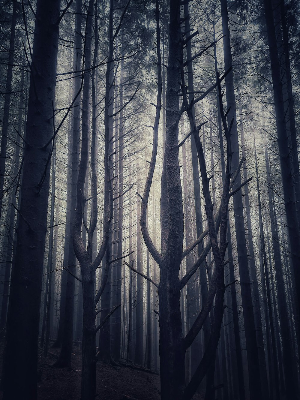 grayscale photo of bare trees