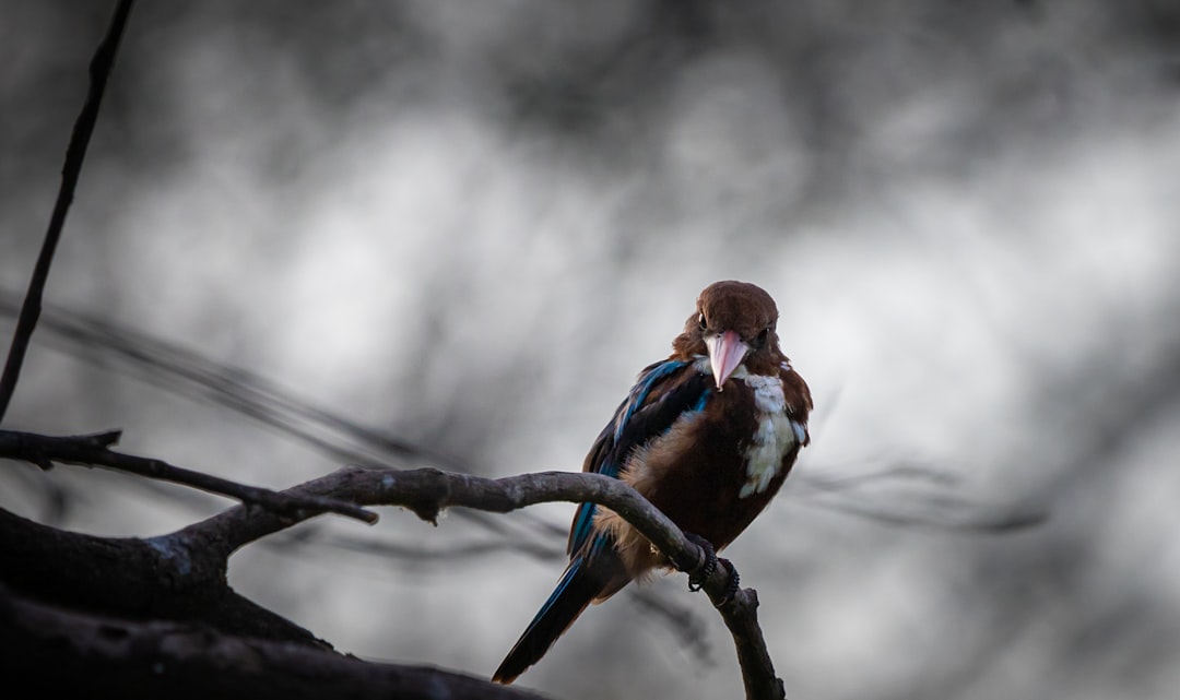 brown and blue bird on tree branch