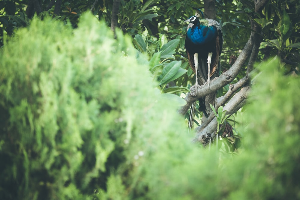 pássaro azul no galho marrom da árvore durante o dia
