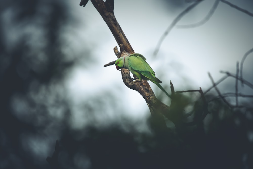 green bird on brown tree branch