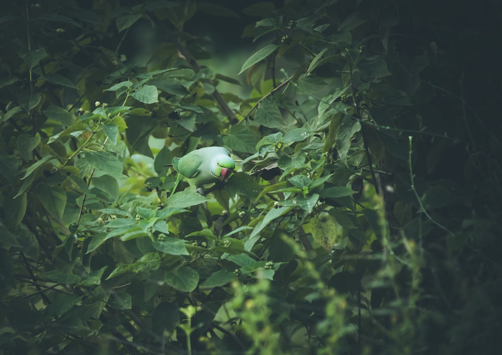 pássaro branco na árvore verde durante o dia