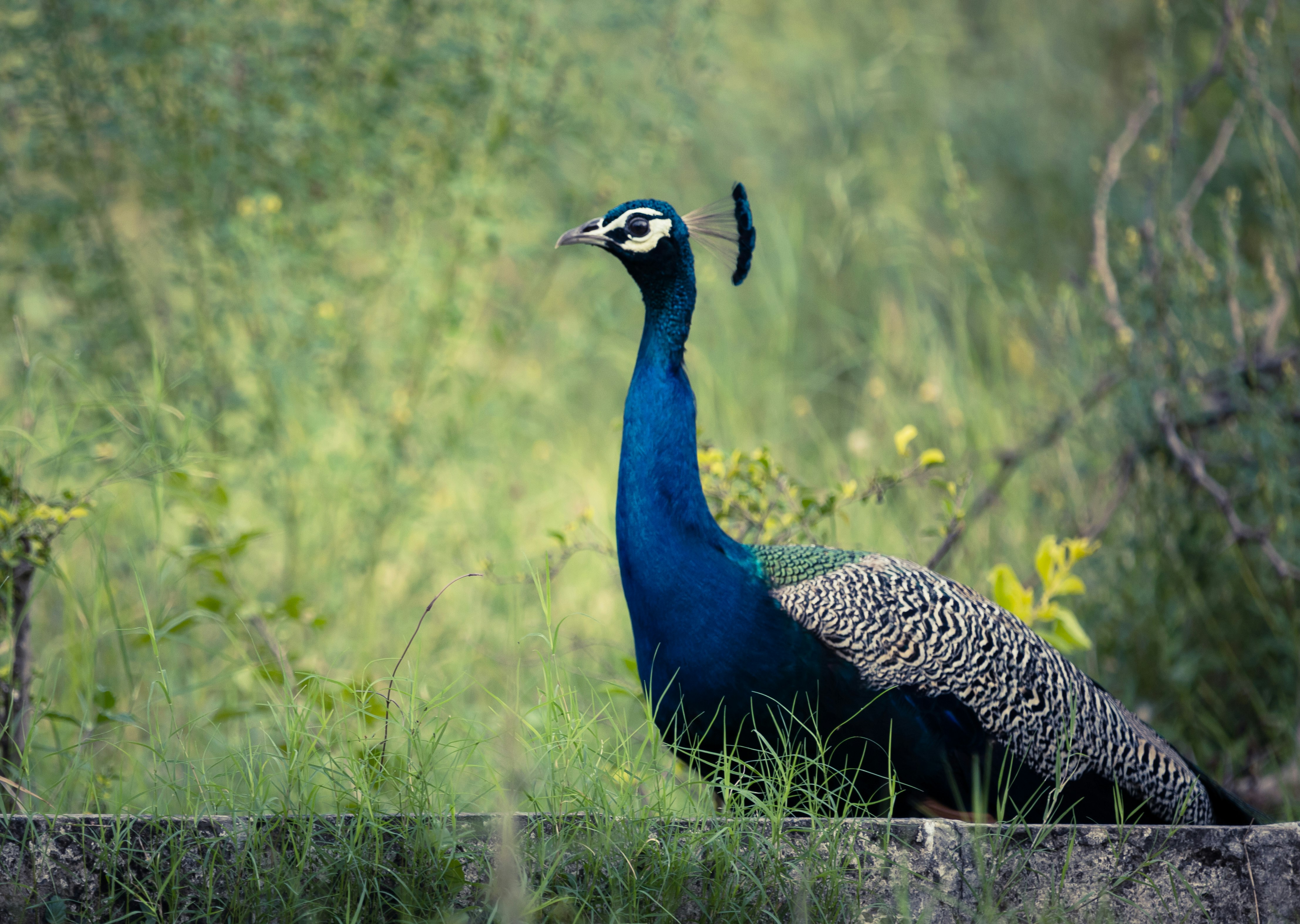blue peacock on green grass field during daytime