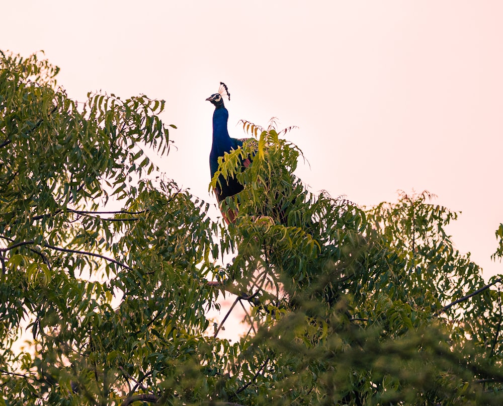blue peacock on green tree during daytime