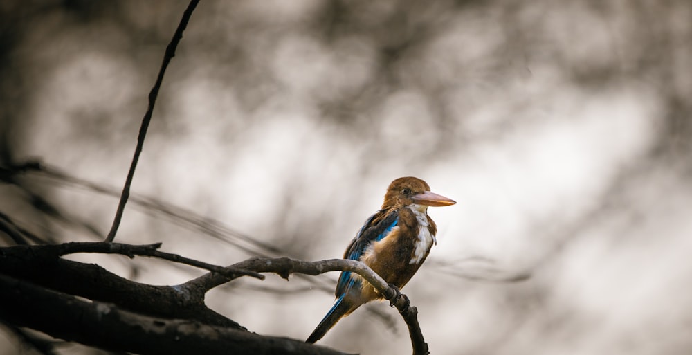 pássaro azul e marrom no galho da árvore