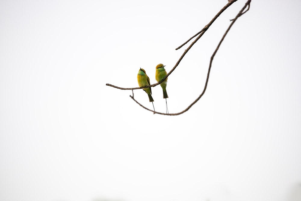 two green birds on brown stem