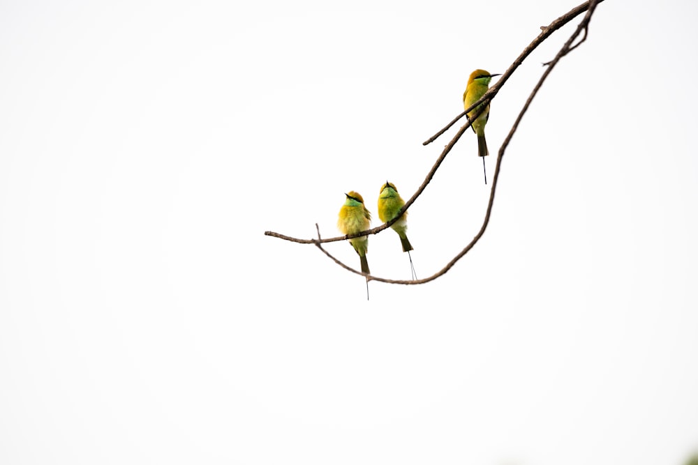 dois pássaros verdes no galho da árvore