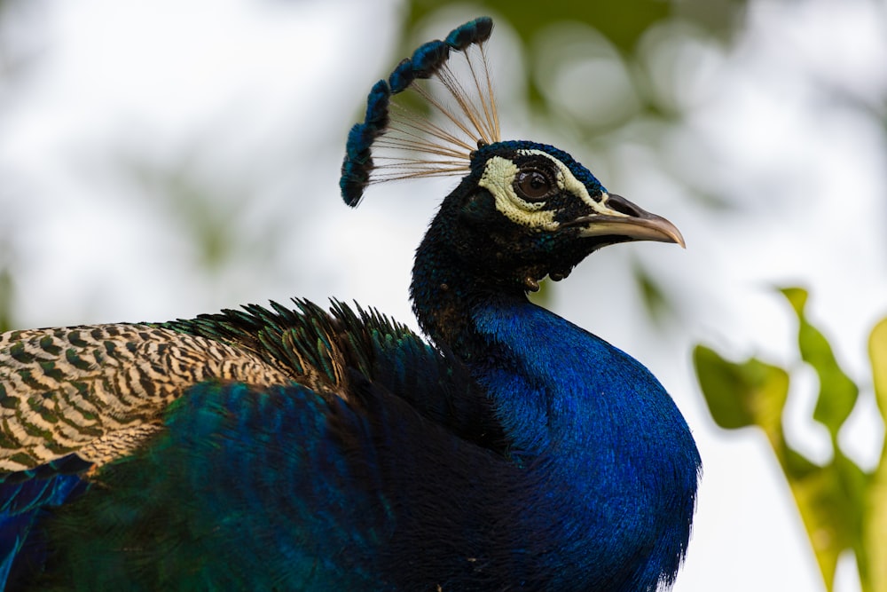 blue and brown peacock in close up photography
