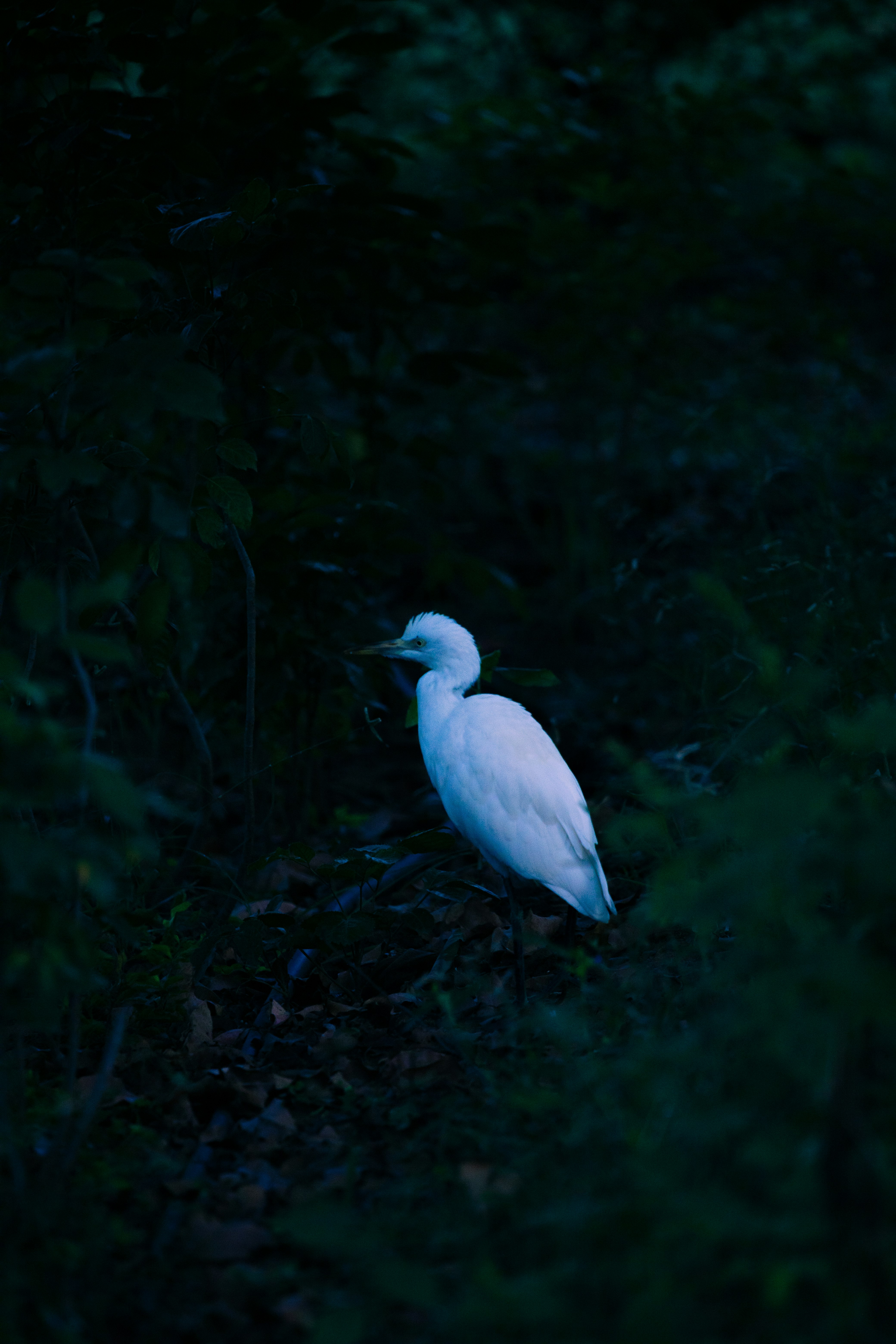 white bird on green grass