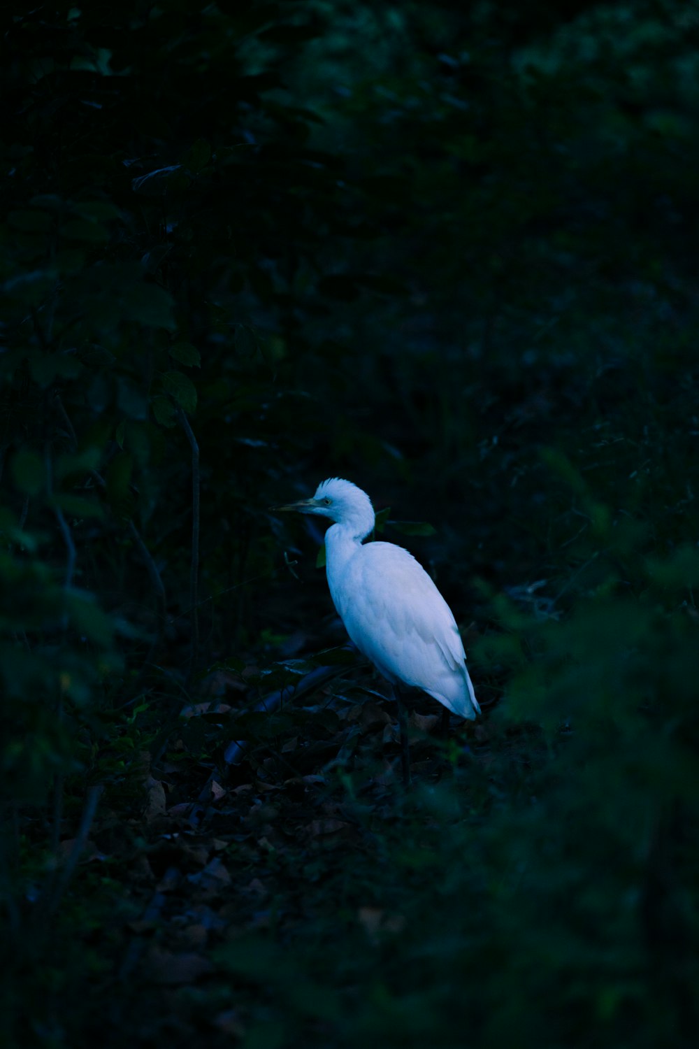 pássaro branco na grama verde