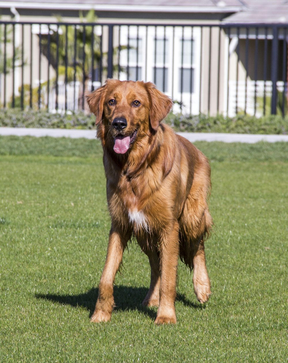 Perro marrón de pelo corto acostado en un campo de hierba verde durante el día