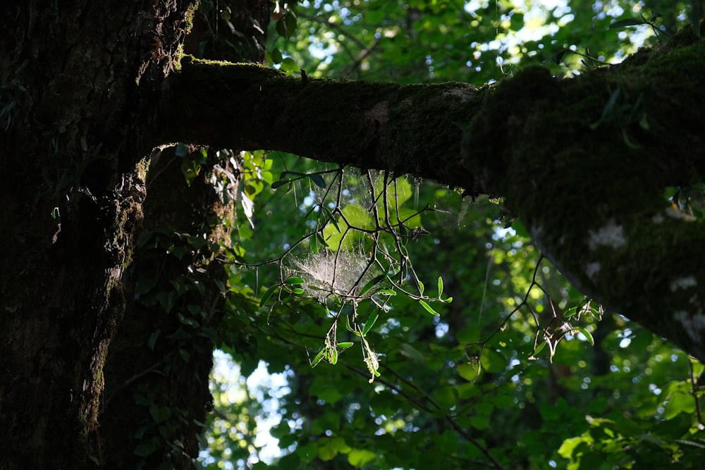 green leaves on brown tree