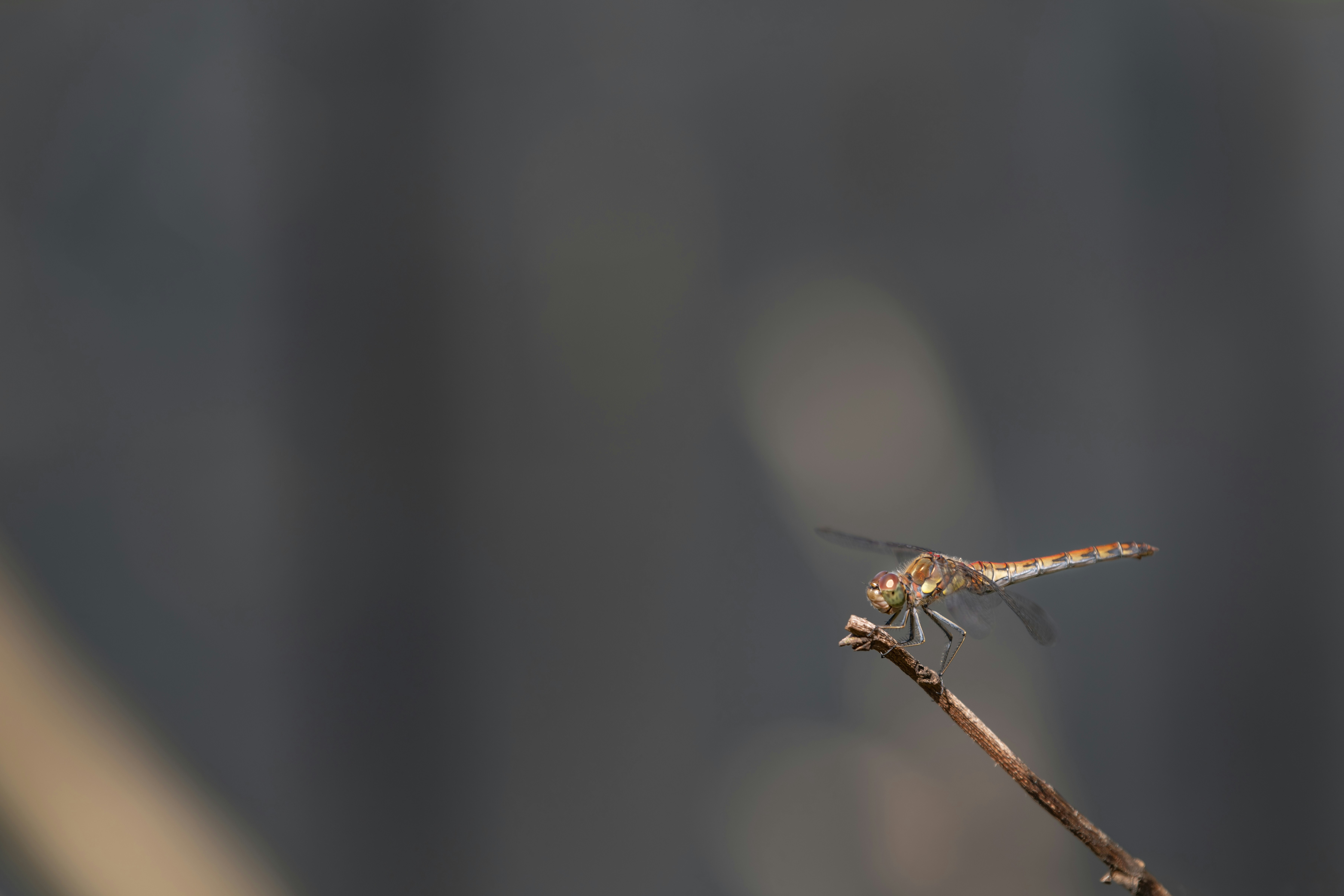 Photo by vincentvanzalinge