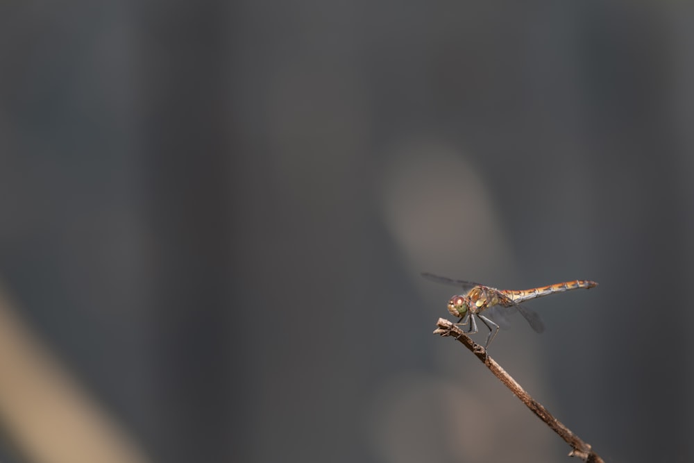 brown dragonfly perched on brown stick in close up photography