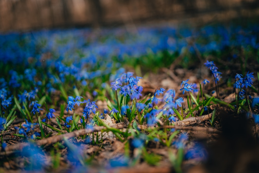 fleurs bleues sur l’herbe verte pendant la journée