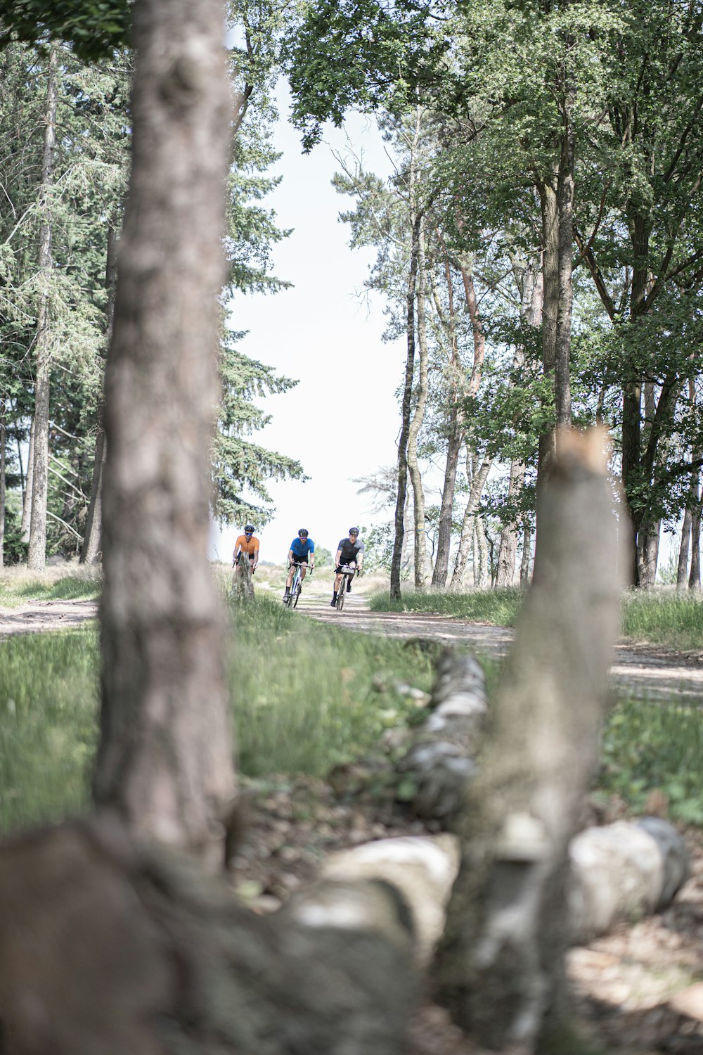 people walking on pathway between trees during daytime