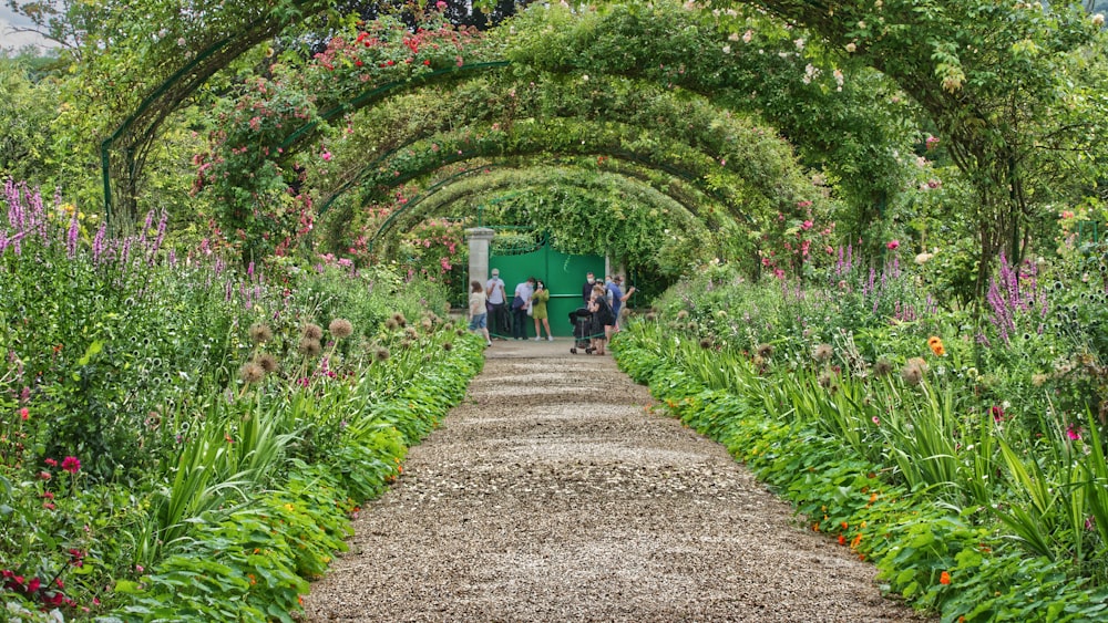 people walking on pathway in between green plants during daytime