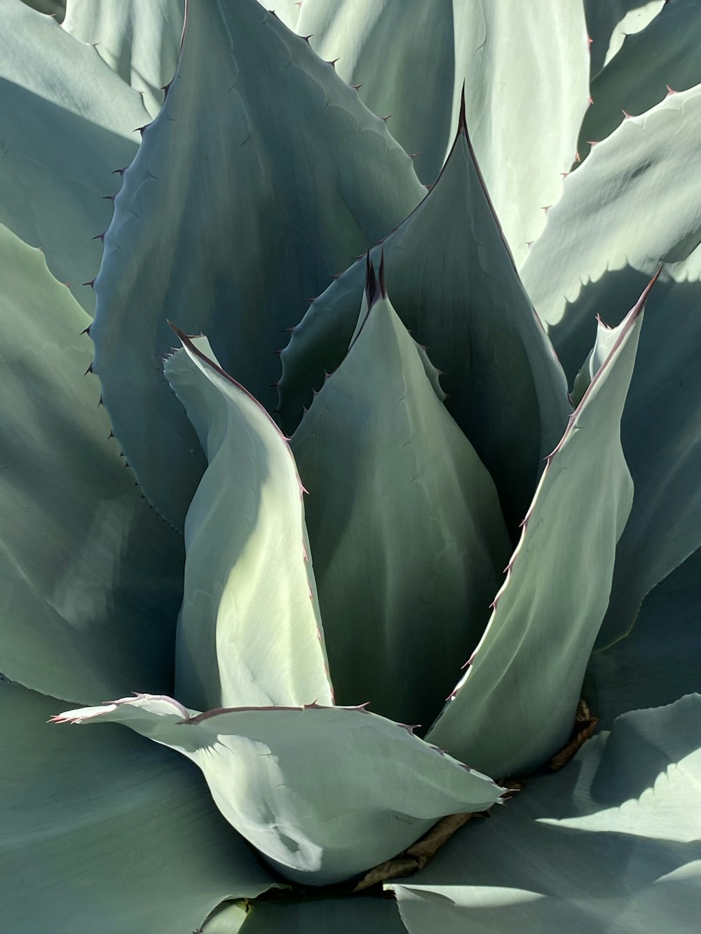 green and white plant during daytime