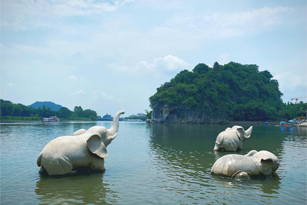 gray elephant on lake during daytime