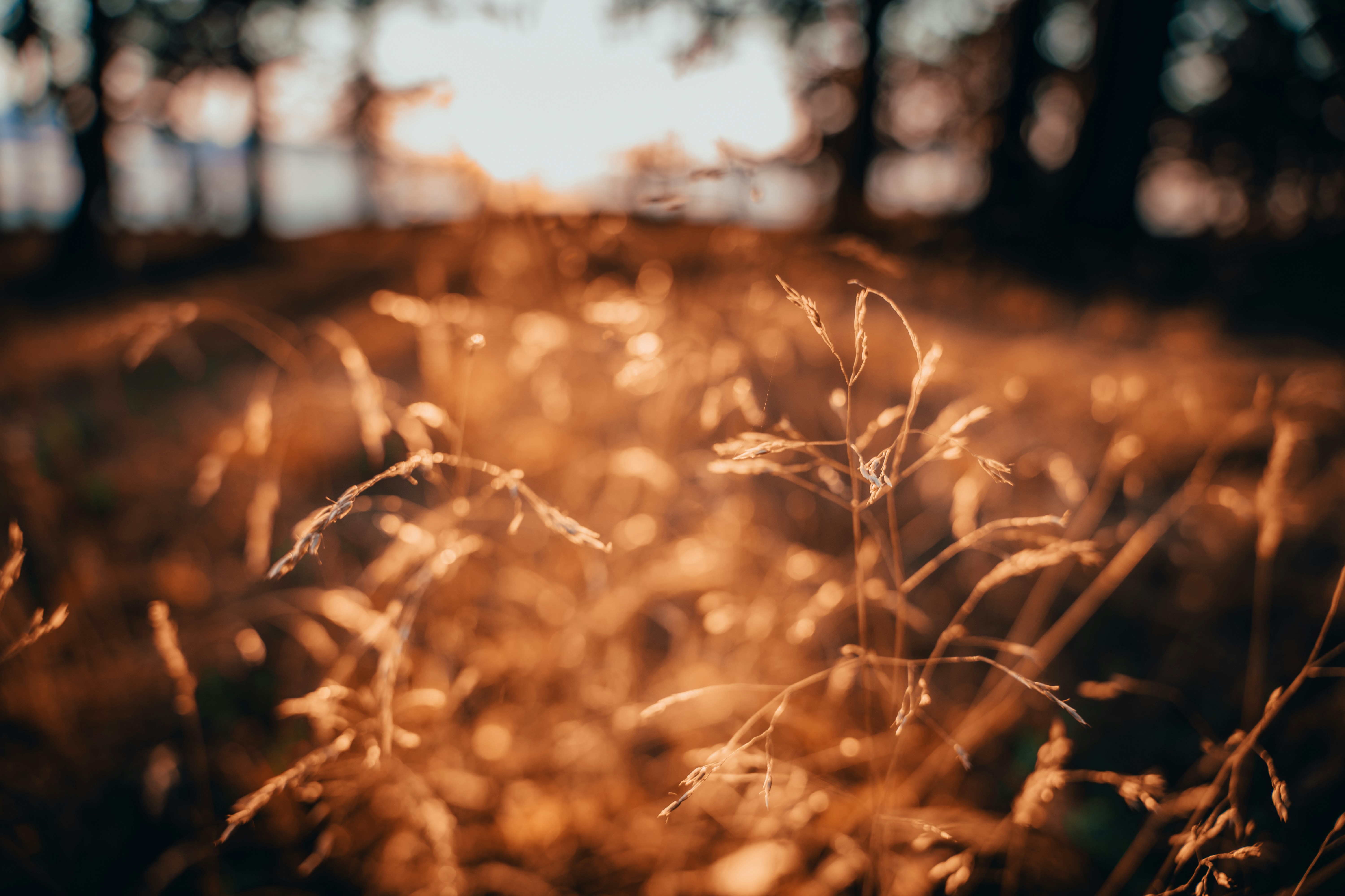 Photo by peteris_gertners