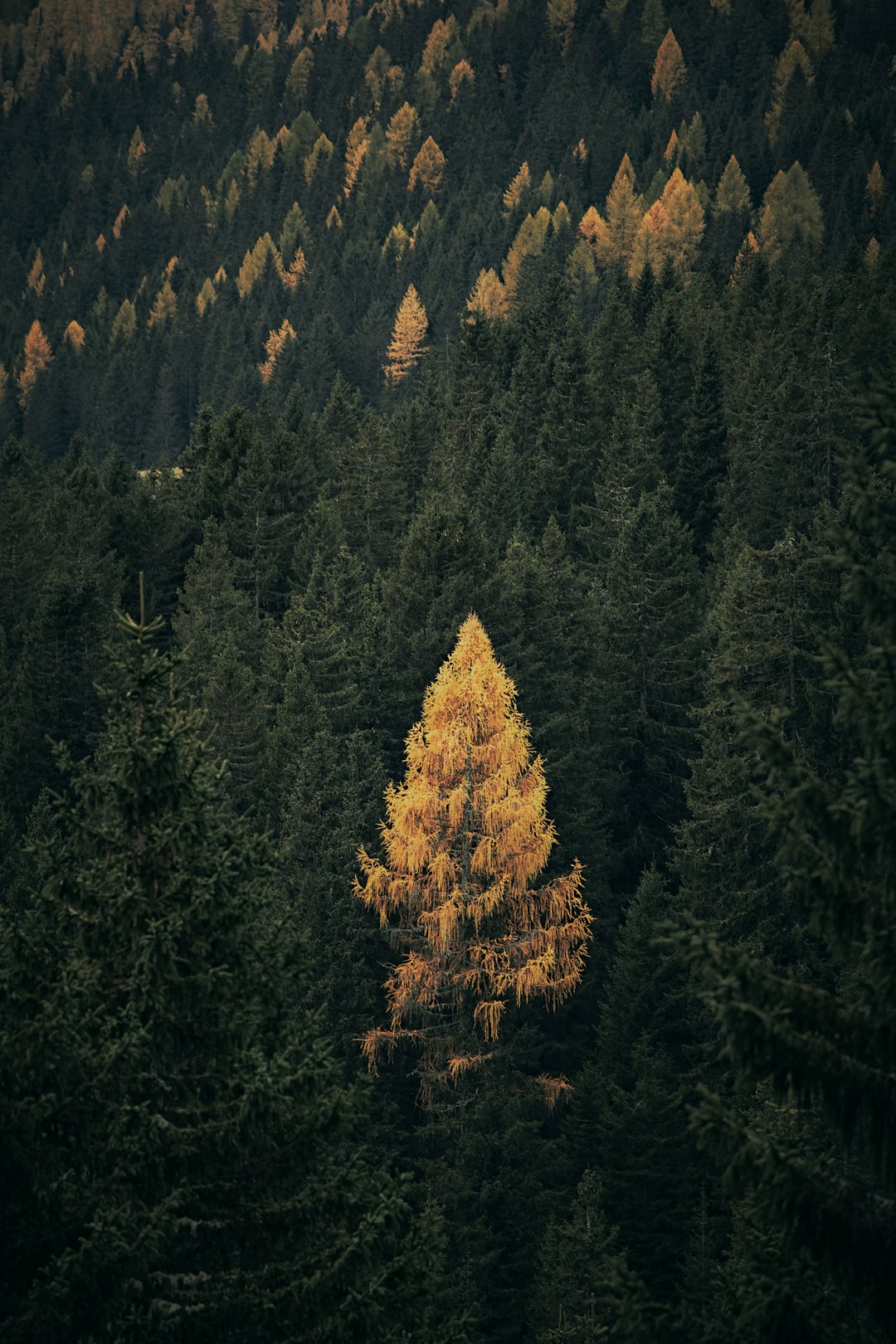 green and brown trees near mountain during daytime