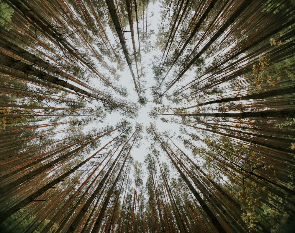 Low-Angle-Fotografie von Bäumen tagsüber