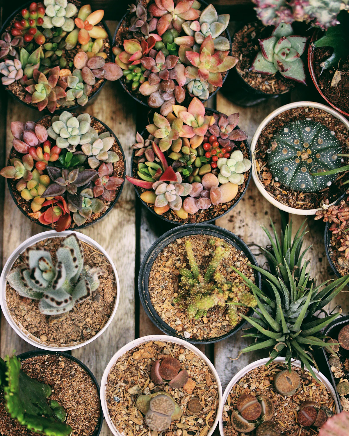 Potted succulents prepared for shipment