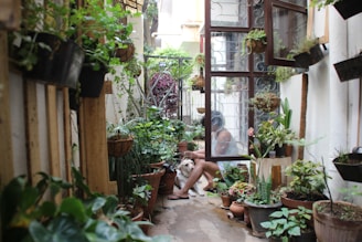 green potted plant on brown clay pot