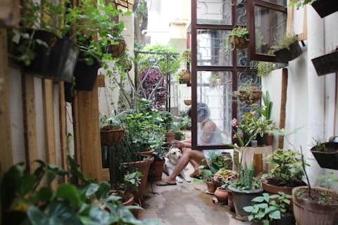 green potted plant on brown clay pot