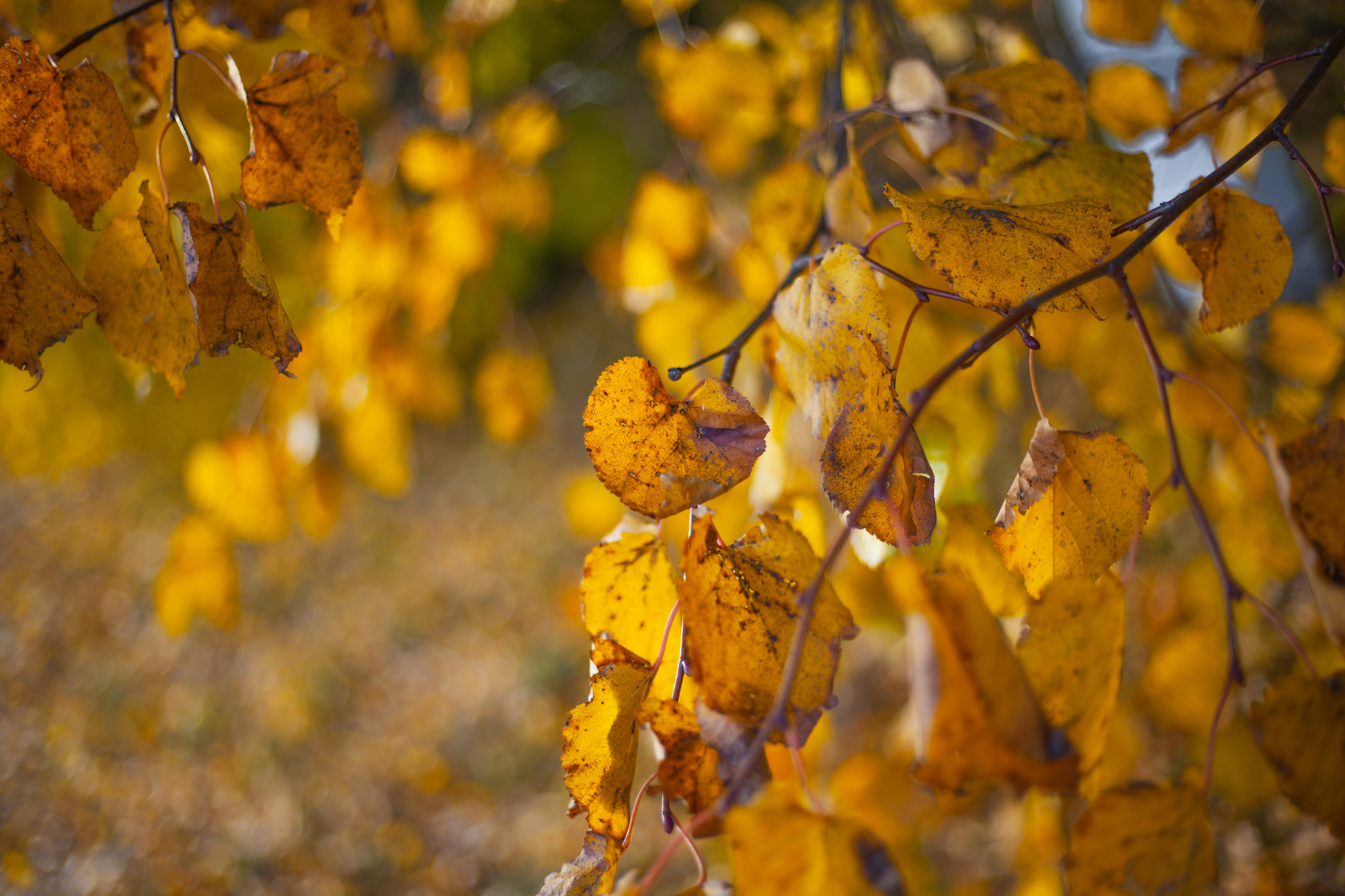 Photo by peteris_gertners