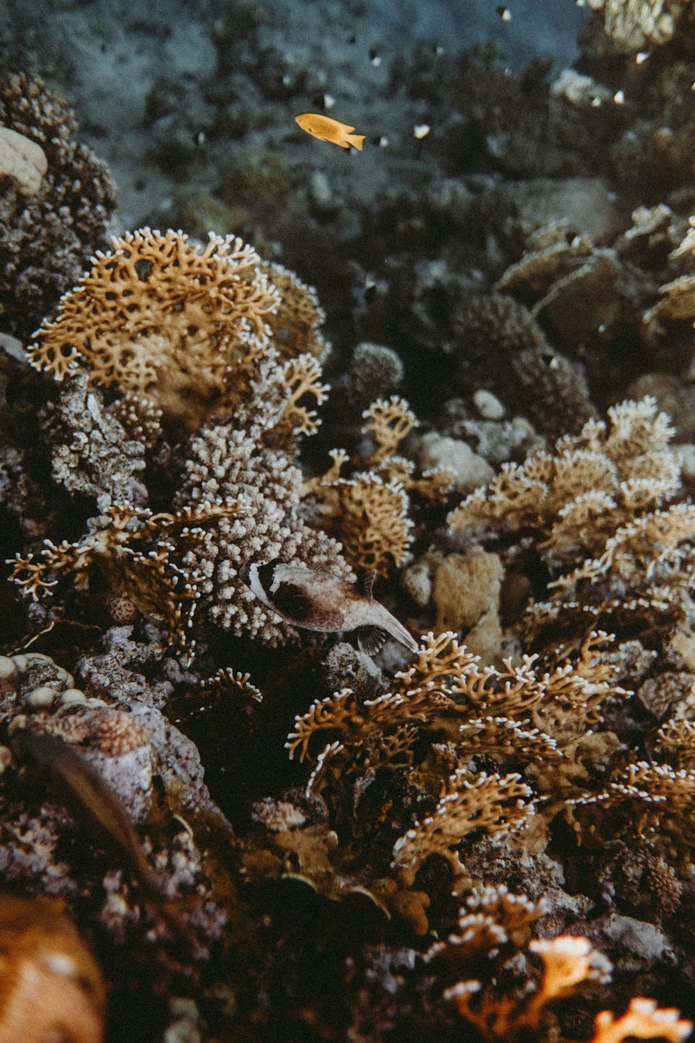 brown and white coral reef