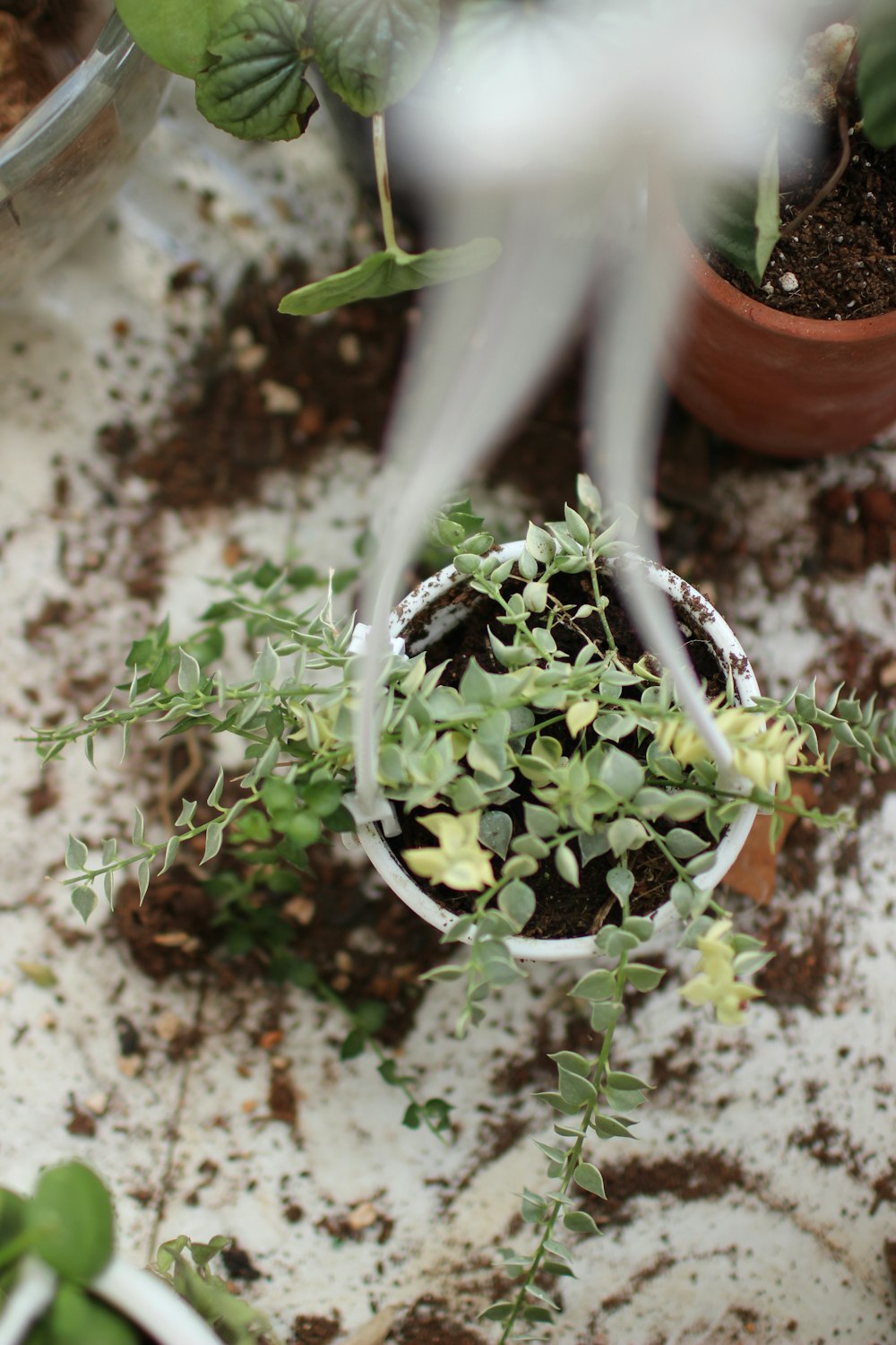 green plant on brown clay pot