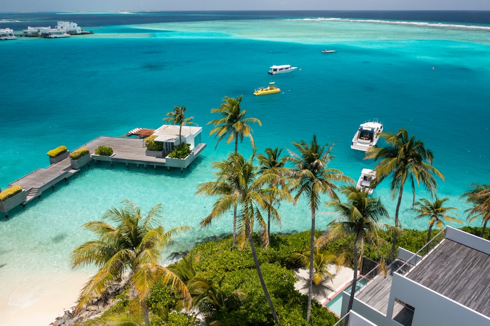 green palm trees near body of water during daytime